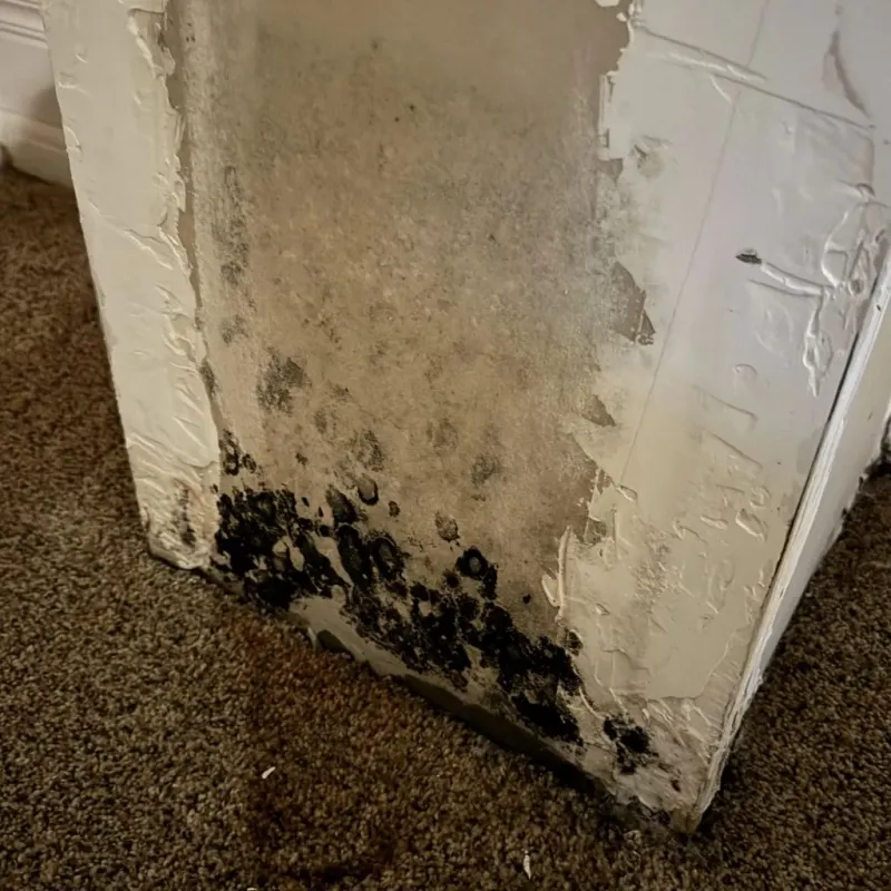 Professional Mold Removal in Snyder, OK